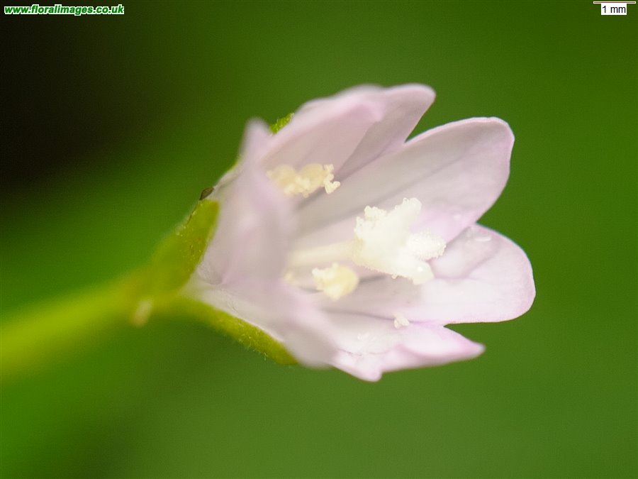 Epilobium parviflorum