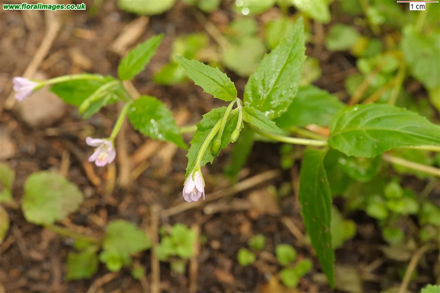 Epilobium parviflorum