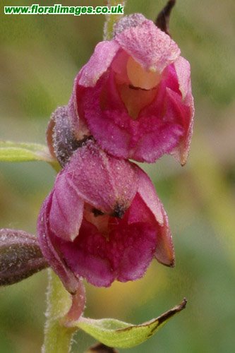 Epipactis atrorubens