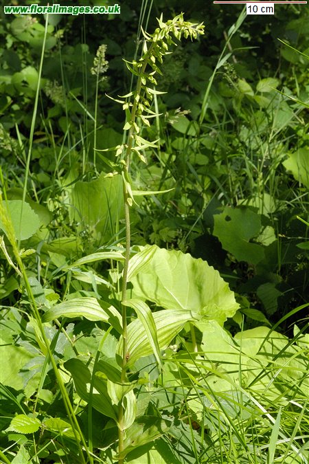 Epipactis helleborine