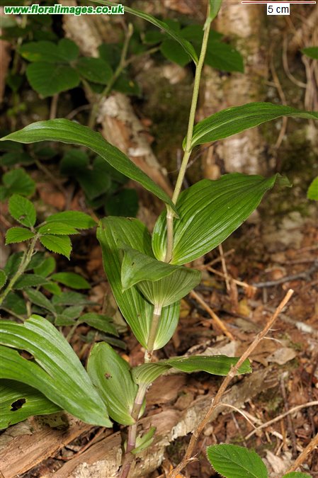 Epipactis helleborine