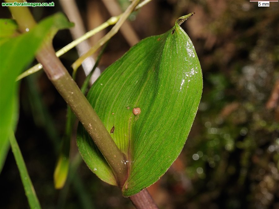 Epipactis helleborine