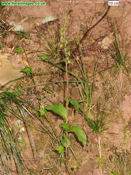 Epipactis helleborine