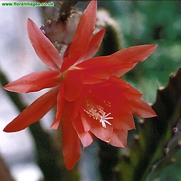 Epiphyllum
