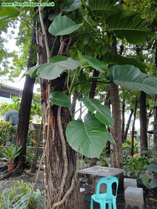 Epipremnum pinnatum