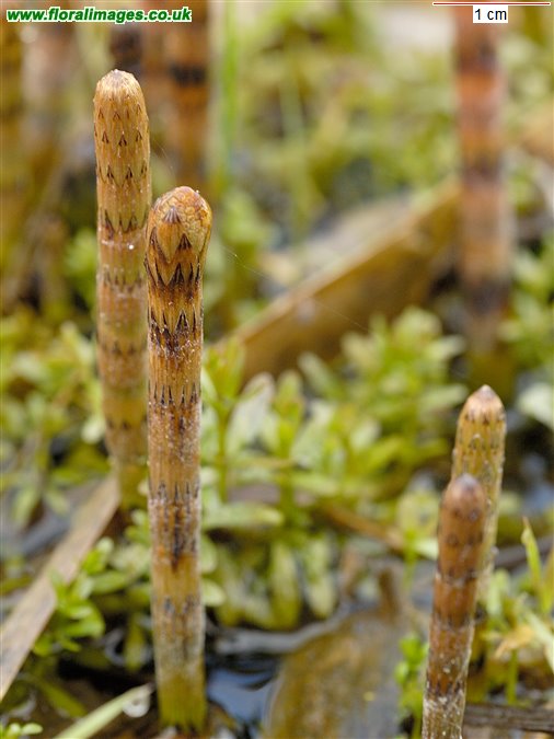 Equisetum fluviatile