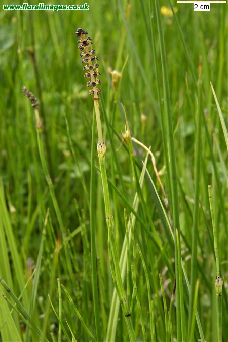 Equisetum palustre
