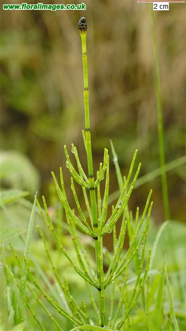 Equisetum palustre