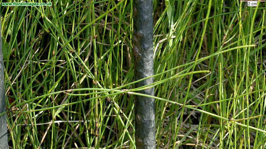 Equisetum ramosissimum