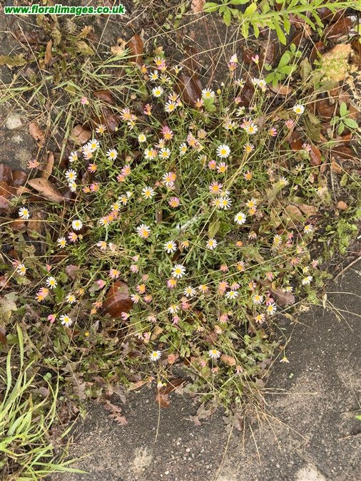 Erigeron karvinskianus