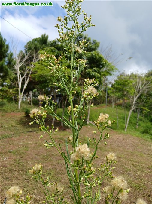 Erigeron sumatrensis