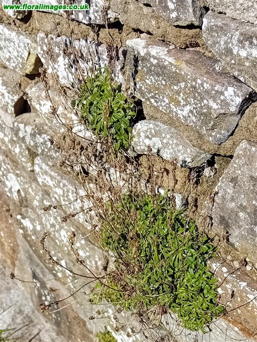 Erinus alpinus