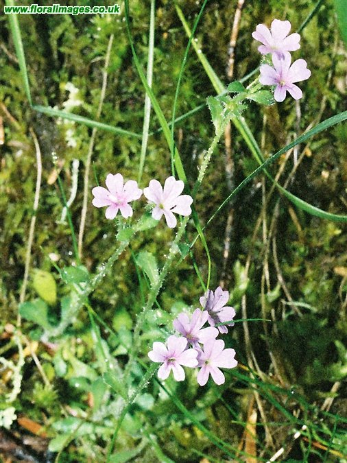 Erinus alpinus