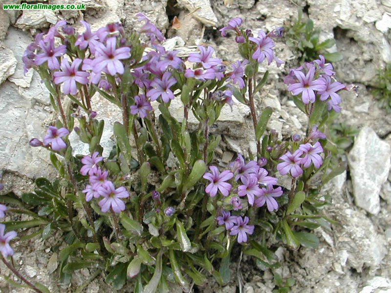 Erinus alpinus