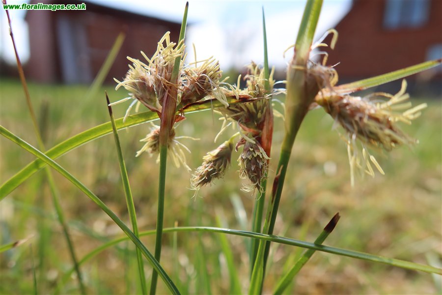 Eriophorum angustifolium