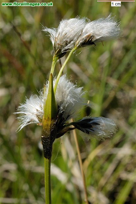 Eriophorum latifolium