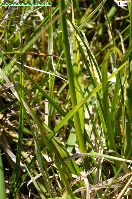 Eriophorum latifolium