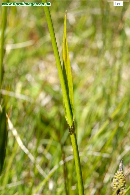 Eriophorum latifolium