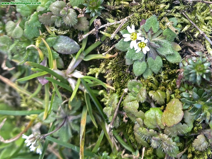 Erophila majuscula