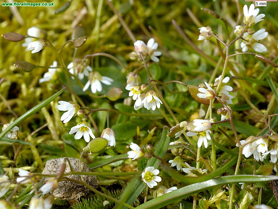 Erophila verna