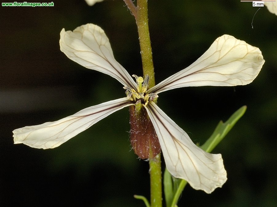 Eruca vesicaria