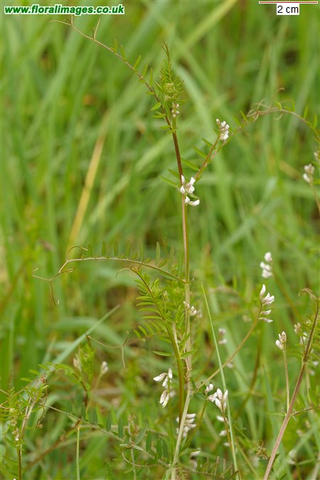 Ervilia hirsuta