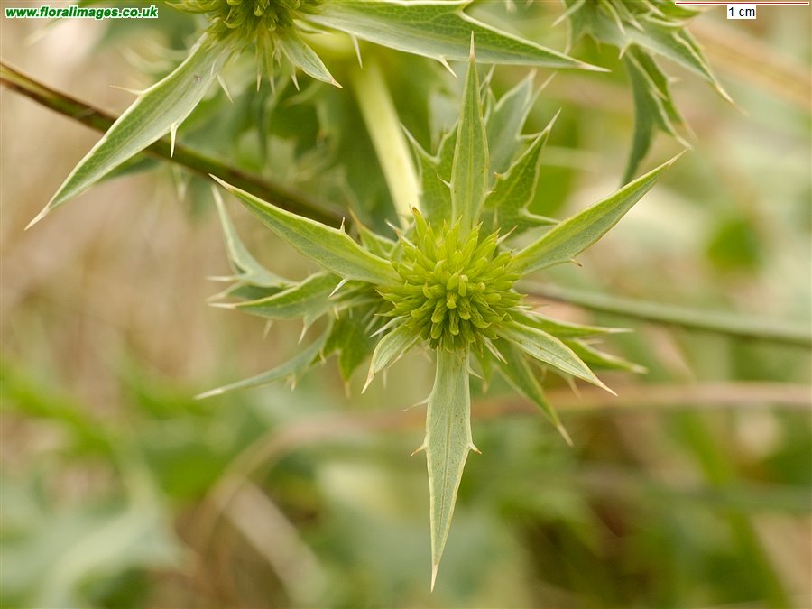 Eryngium campestre