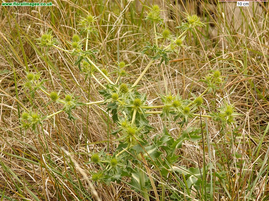 Eryngium campestre