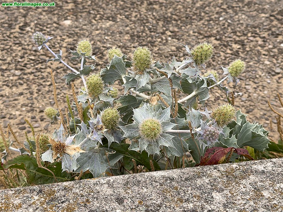 Eryngium maritimum