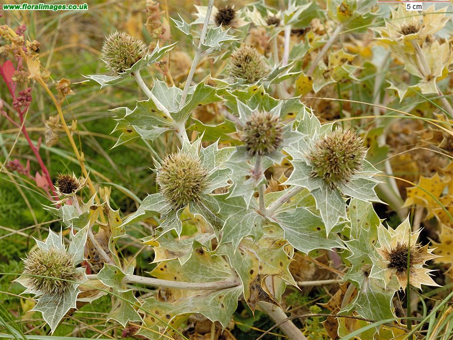 Eryngium maritimum