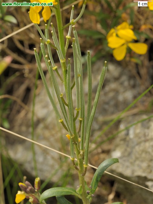 Erysimum cheiri