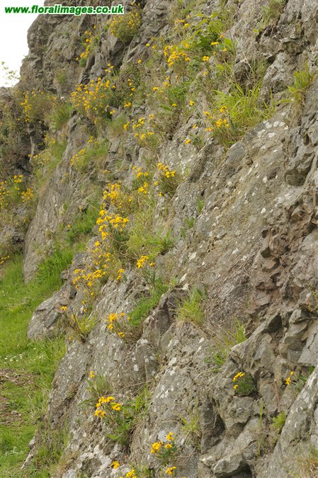 Erysimum cheiri