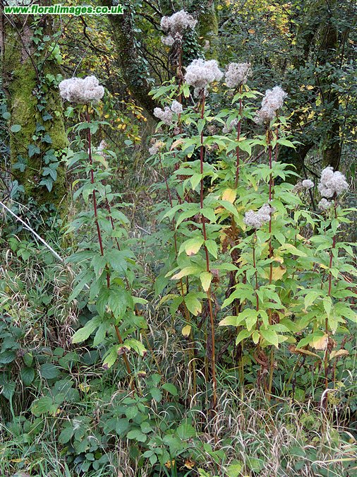 Eupatorium cannabinum