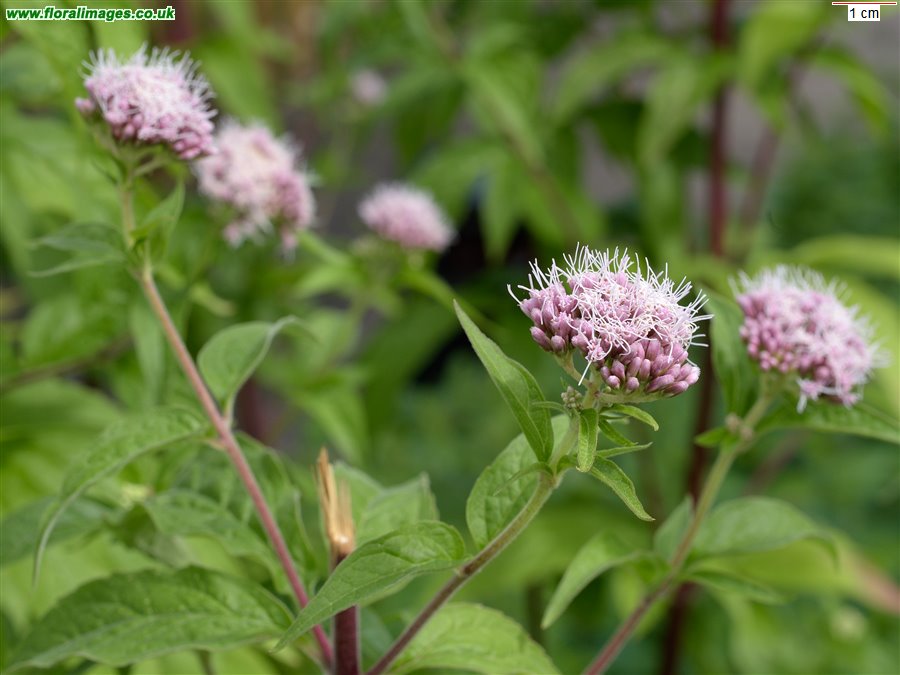Eupatorium cannabinum