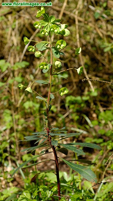 Euphorbia amygdaloides