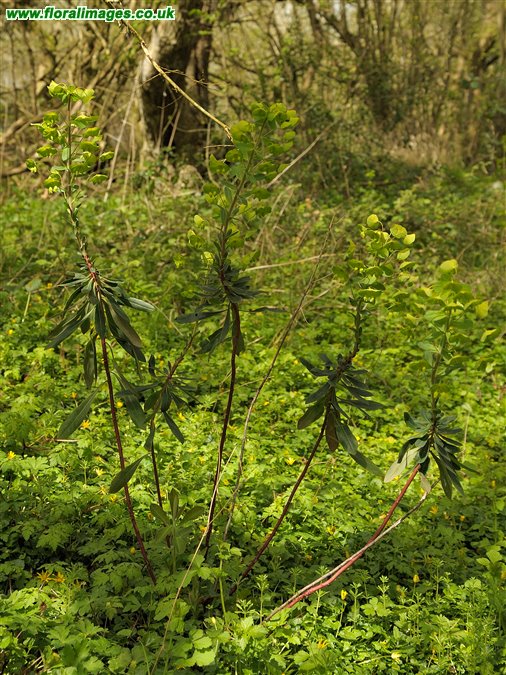 Euphorbia amygdaloides
