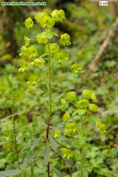 Euphorbia amygdaloides