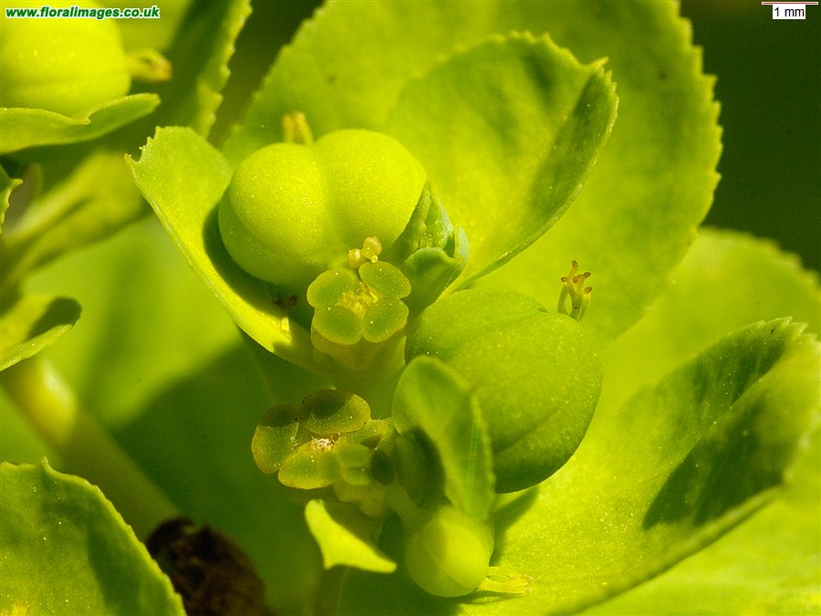 Euphorbia helioscopia