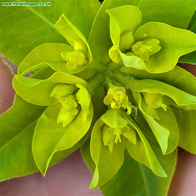 Euphorbia oblongata