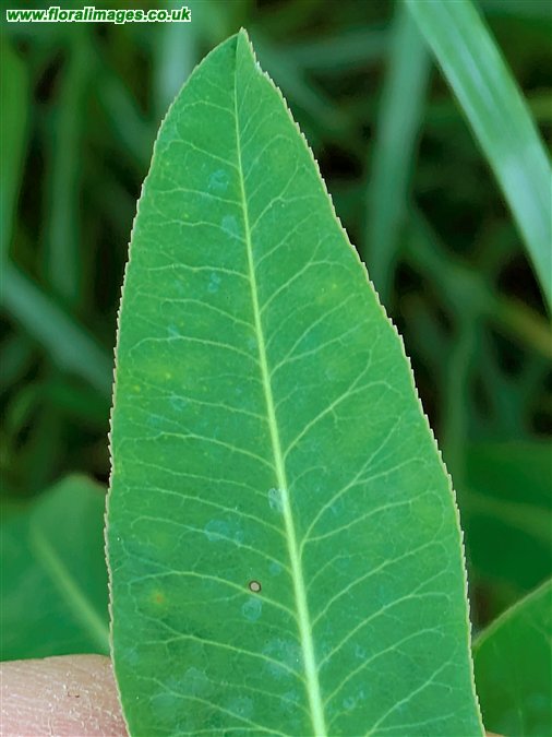 Euphorbia oblongata