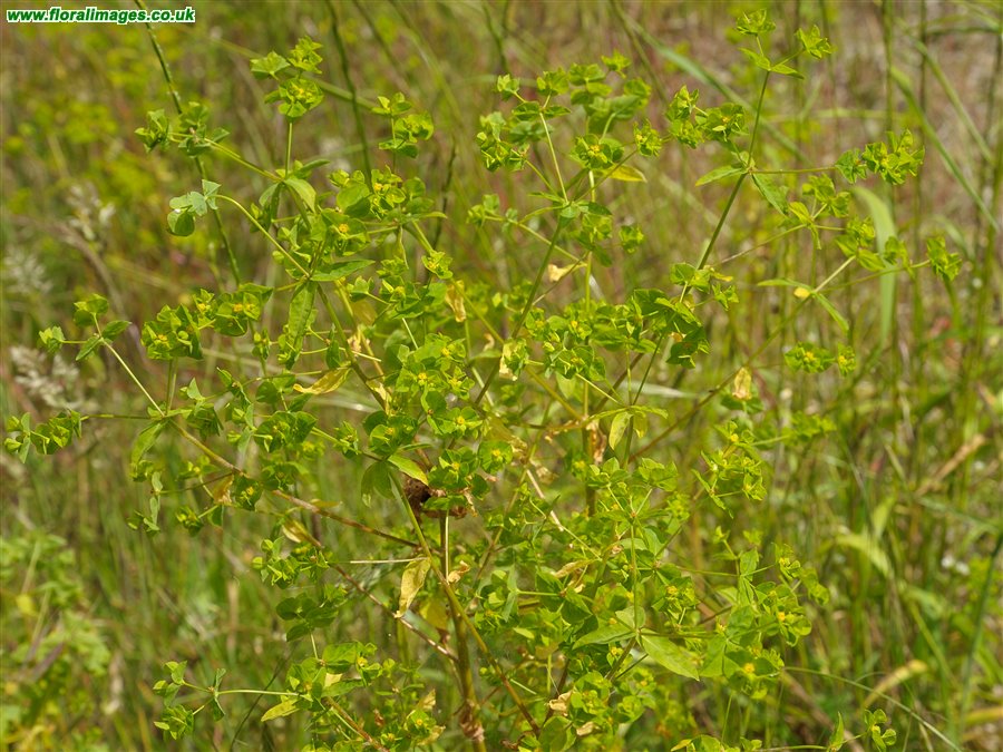 Euphorbia stricta