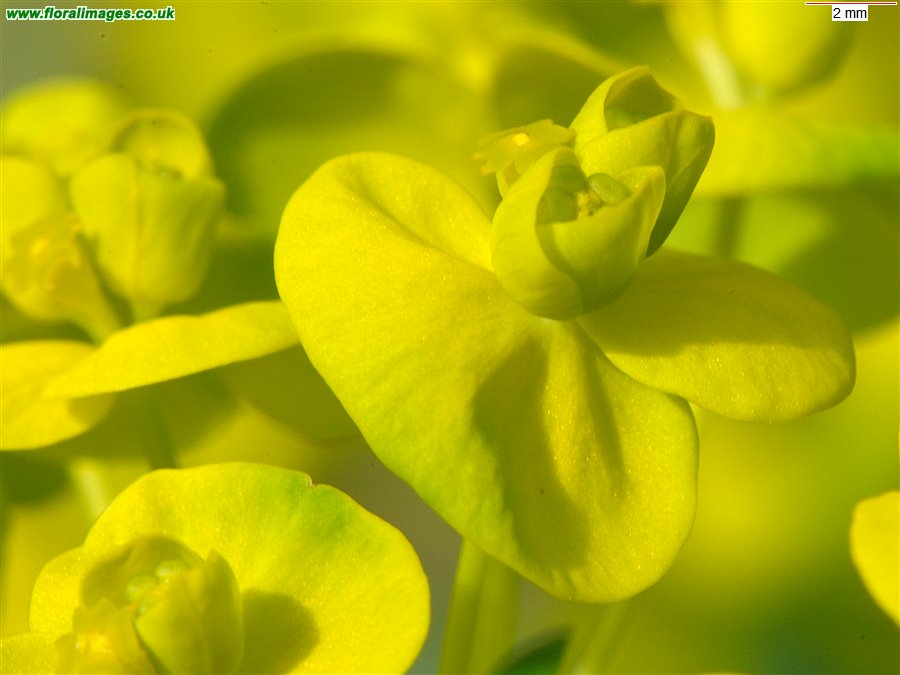 Euphorbia x pseudovirgata