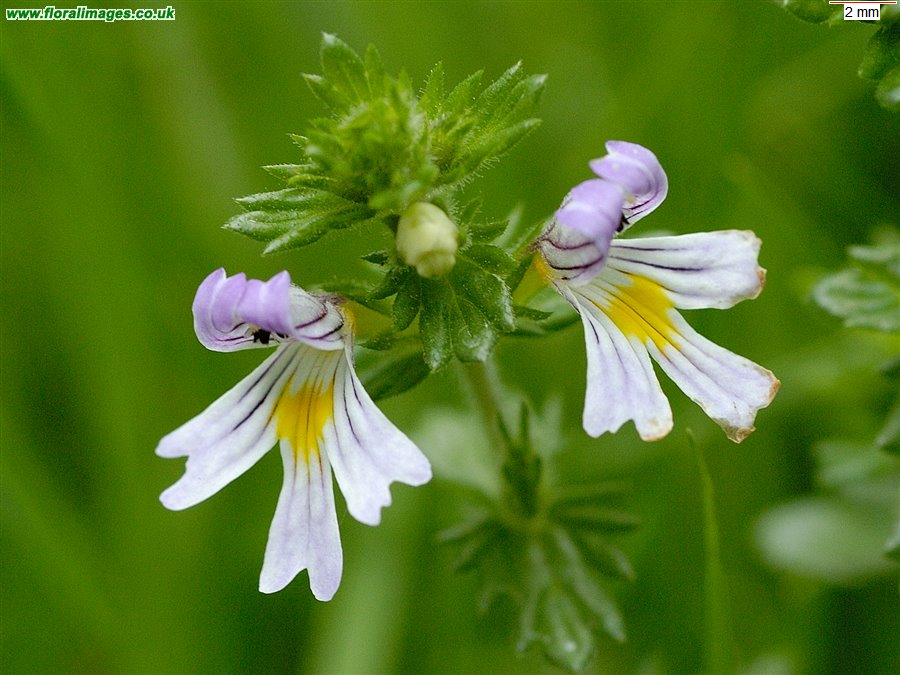Euphrasia