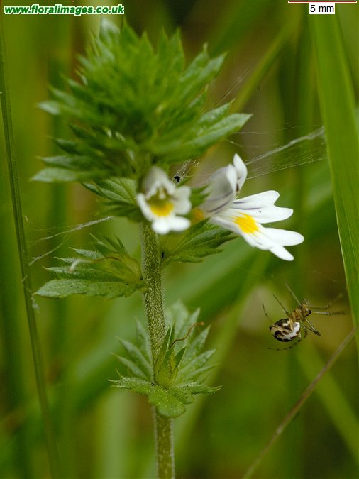 Euphrasia