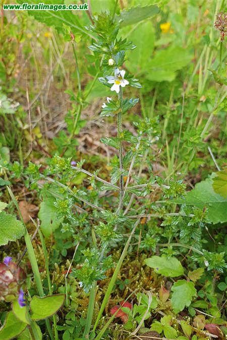 Euphrasia nemorosa
