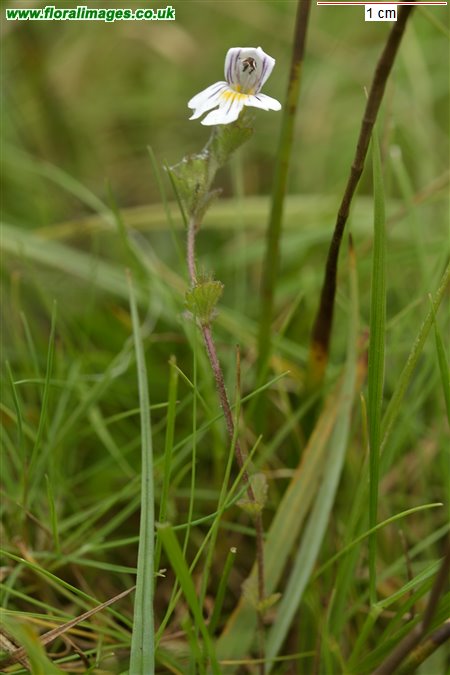 Euphrasia officinalis