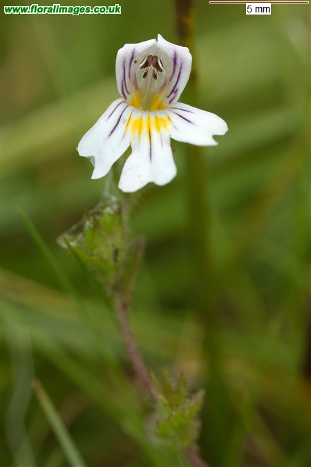 Euphrasia officinalis