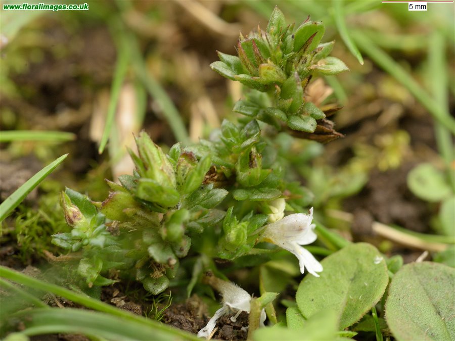 Euphrasia ostenfeldii