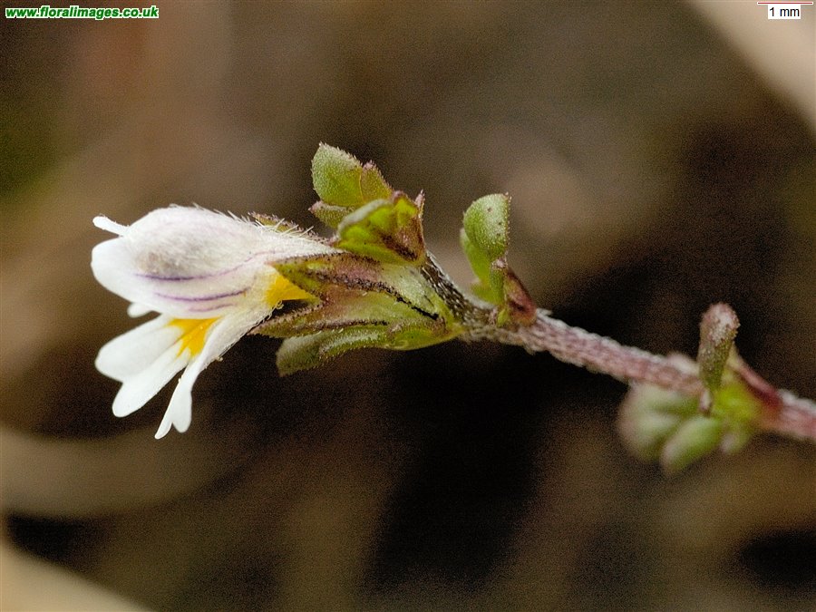 Euphrasia scottica