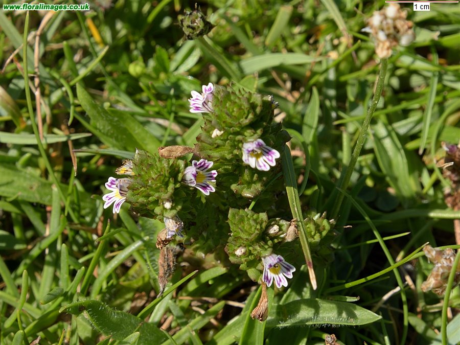 Euphrasia tetraquetra